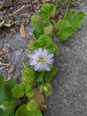 Passiflora ciliata