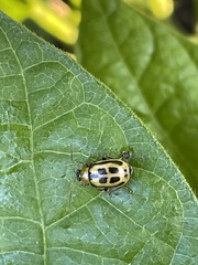 Cerotoma trifurcata