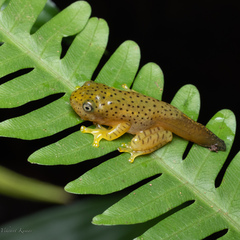 Rhacophorus malabaricus