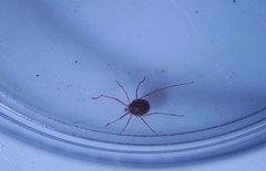 Erythraeoidea