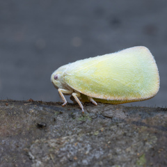 Flatidae