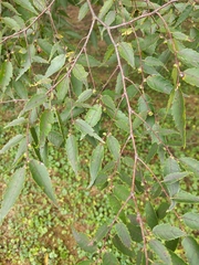 Zelkova serrata