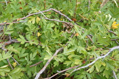 Crataegus stevenii