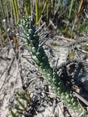 Euphorbia caput-medusae
