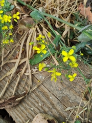 Brassica napus