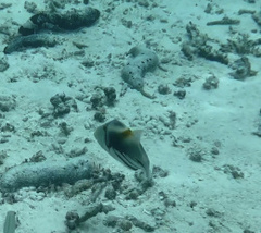 Rhinecanthus aculeatus