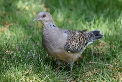 Streptopelia orientalis