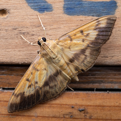 Syllepte sellalis