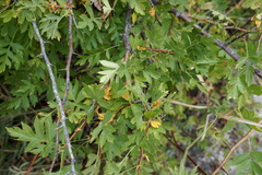 Crataegus stevenii