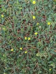 Tribulus terrestris