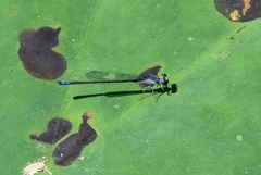 Paracercion calamorum