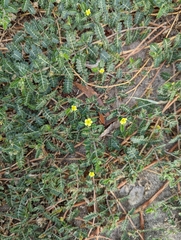 Tribulus terrestris