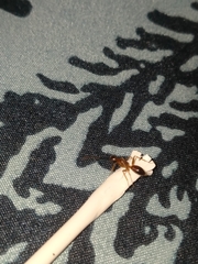 Camponotus maculatus