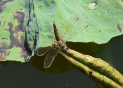 Brachythemis contaminata