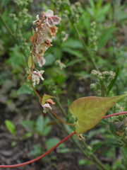 Fallopia convolvulus