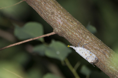 Pyrops watanabei