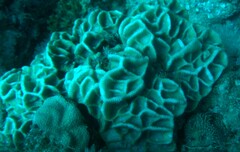 Paramontastraea peresi