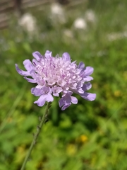 Sixalix atropurpurea