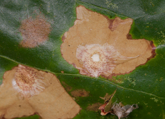 Tischeria quercitella