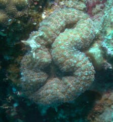 Lobophyllia