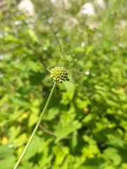 Sixalix atropurpurea