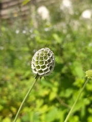 Sixalix atropurpurea