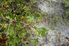 Crataegus stevenii
