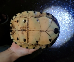 Cuora amboinensis kamaroma