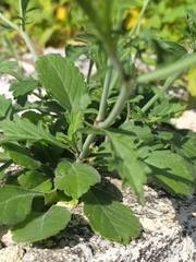 Sixalix atropurpurea