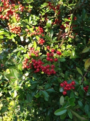 Pyracantha coccinea