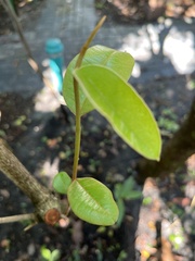 Chrysophyllum oliviforme