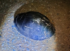 Cuora amboinensis kamaroma