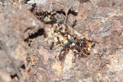 Myrmecina graminicola