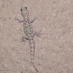 Hemidactylus prashadi