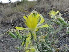 Mentzelia laevicaulis parviflora