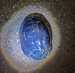 Cuora amboinensis kamaroma