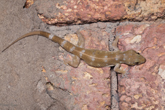 Hemidactylus prashadi