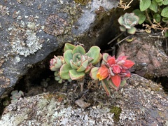 Echeveria quitensis