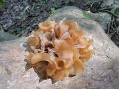 Phaeotremella foliacea