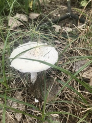 Saproamanita thiersii