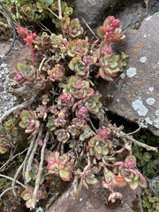 Echeveria quitensis
