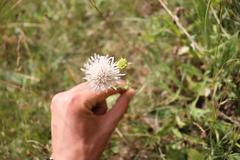 Dipsacoideae