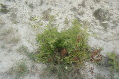 Crataegus stevenii