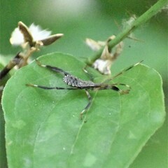 Acanthocephala terminalis