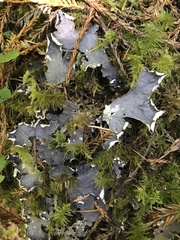 Peltigera membranacea
