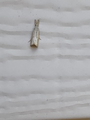 Neodactria luteolellus