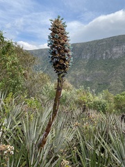 Puya