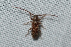 Eupogonius tomentosus