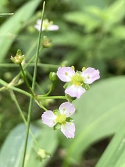 Alisma