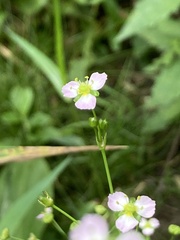 Alisma
